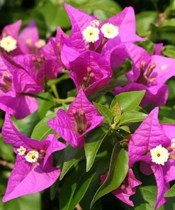 Purple Bougainvillea Live Plant - New River Vine - Pack of 2, 5-9 Inches Tall, Deep Violet Climber - Image 3