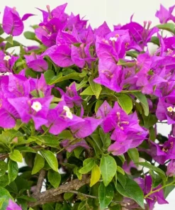 Purple Bougainvillea Live Plant - New River Vine - Pack of 2, 5-9 Inches Tall, Deep Violet Climber - Image 4