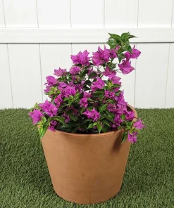 Purple Bougainvillea Live Plant - New River Vine - Pack of 2, 5-9 Inches Tall, Deep Violet Climber - Image 5