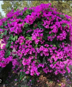 Purple Bougainvillea Live Plant - New River Vine - Pack of 2, 5-9 Inches Tall, Deep Violet Climber - Image 6