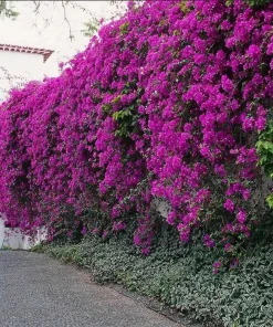 Purple Bougainvillea Live Plant - New River Vine - Pack of 2, 5-9 Inches Tall, Deep Violet Climber - Image 7