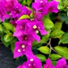 Purple Bougainvillea Live Plant - New River Vine - Pack of 2, 5-9 Inches Tall, Deep Violet Climber - Image 1