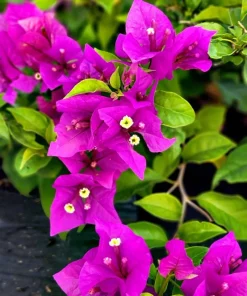 Purple Bougainvillea Live Plant - New River Vine - Pack of 2, 5-9 Inches Tall, Deep Violet Climber - Image 1