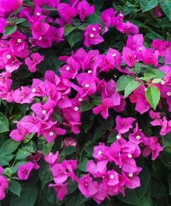 Purple Bougainvillea Live Plant - New River Vine - Pack of 2, 5-9 Inches Tall, Deep Violet Climber - Image 9