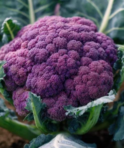 Purple Cauliflower Seeds – Brassica oleracea – 100 Seed Pack – Edible Vegetable - Image 2