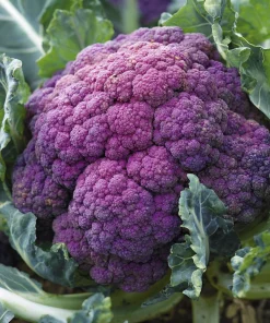 Purple Cauliflower Seeds – Brassica oleracea – 100 Seed Pack – Edible Vegetable - Image 3