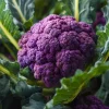 Purple Cauliflower Seeds – Brassica oleracea – 100 Seed Pack – Edible Vegetable - Image 1