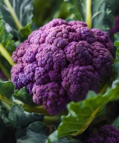 Purple Cauliflower Seeds – Brassica oleracea – 100 Seed Pack – Edible Vegetable - Image 1