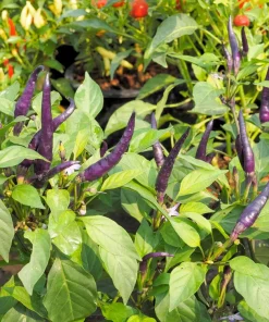 Purple Cayenne Pepper Seeds - Hot Capsicum Annuum - 50 Seeds - Image 10