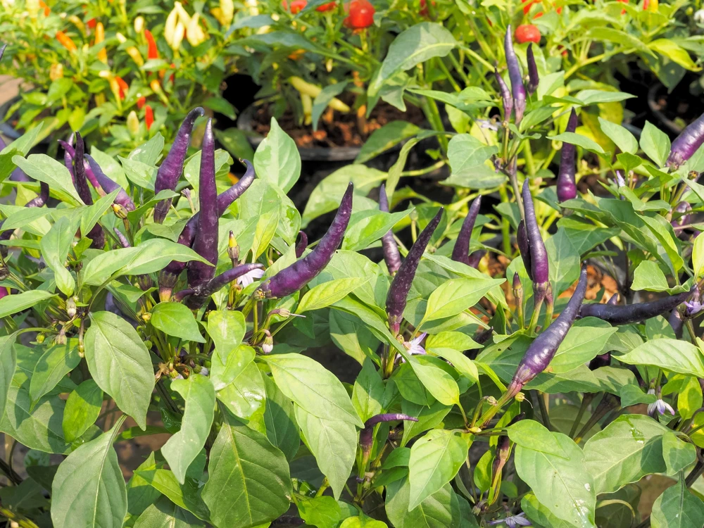 Purple Cayenne Pepper Seeds - Hot Capsicum Annuum - 50 Seeds - Image 10