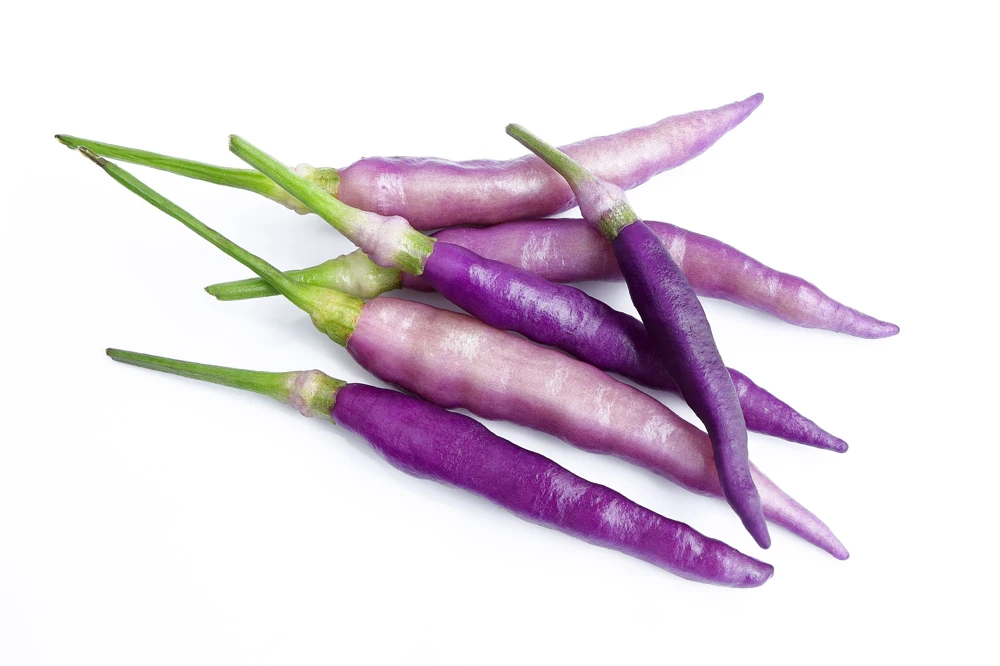 Purple Cayenne Pepper Seeds - Hot Capsicum Annuum - 50 Seeds - Image 2