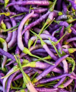 Purple Cayenne Pepper Seeds - Hot Capsicum Annuum - 50 Seeds - Image 3
