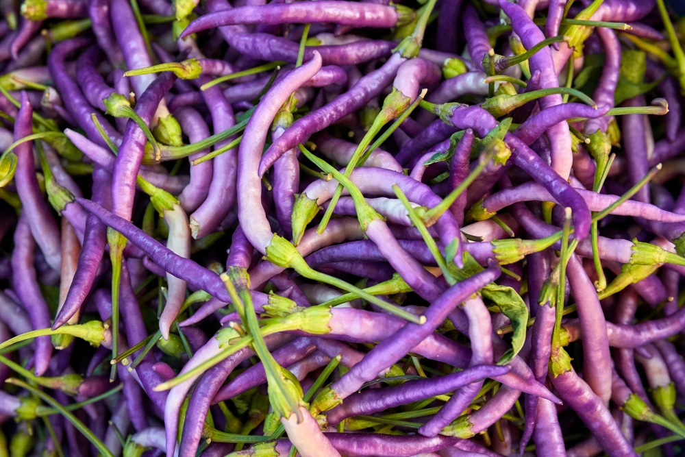 Purple Cayenne Pepper Seeds - Hot Capsicum Annuum - 50 Seeds - Image 3