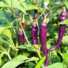 Purple Cayenne Pepper Seeds - Hot Capsicum Annuum - 50 Seeds - Image 1