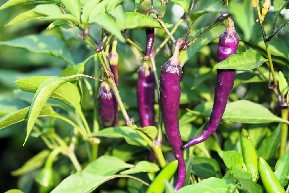 Purple Cayenne Pepper Seeds - Hot Capsicum Annuum - 50 Seeds - Image 1