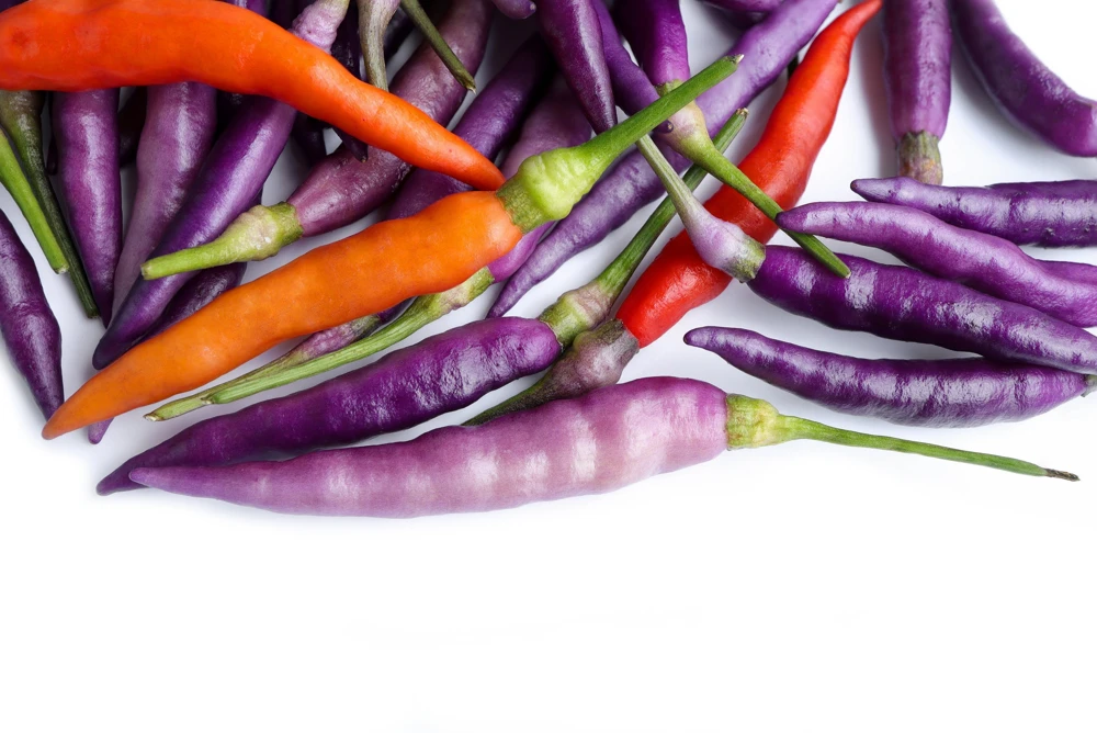 Purple Cayenne Pepper Seeds - Hot Capsicum Annuum - 50 Seeds - Image 4