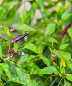 Purple Cayenne Pepper Seeds - Hot Capsicum Annuum - 50 Seeds - Image 5