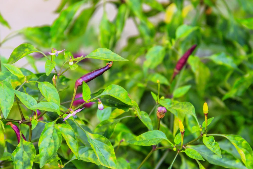 Purple Cayenne Pepper Seeds - Hot Capsicum Annuum - 50 Seeds - Image 5