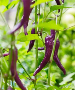 Purple Cayenne Pepper Seeds - Hot Capsicum Annuum - 50 Seeds - Image 6