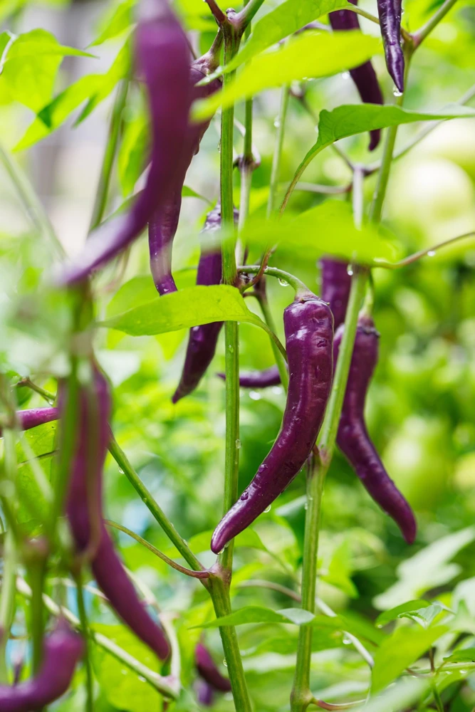 Purple Cayenne Pepper Seeds - Hot Capsicum Annuum - 50 Seeds - Image 6