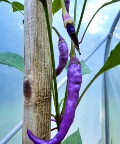 Purple Cayenne Pepper Seeds - Hot Capsicum Annuum - 50 Seeds - Image 7