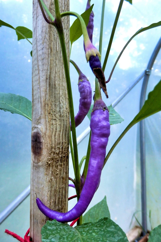 Purple Cayenne Pepper Seeds - Hot Capsicum Annuum - 50 Seeds - Image 7