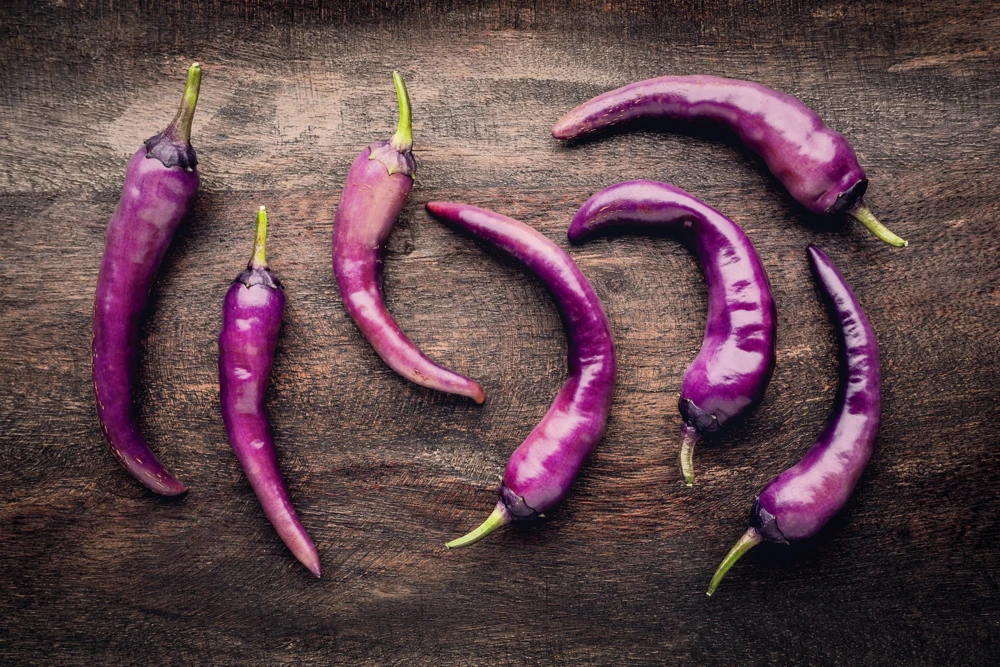 Purple Cayenne Pepper Seeds - Hot Capsicum Annuum - 50 Seeds - Image 8