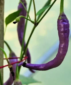 Purple Cayenne Pepper Seeds - Hot Capsicum Annuum - 50 Seeds - Image 9