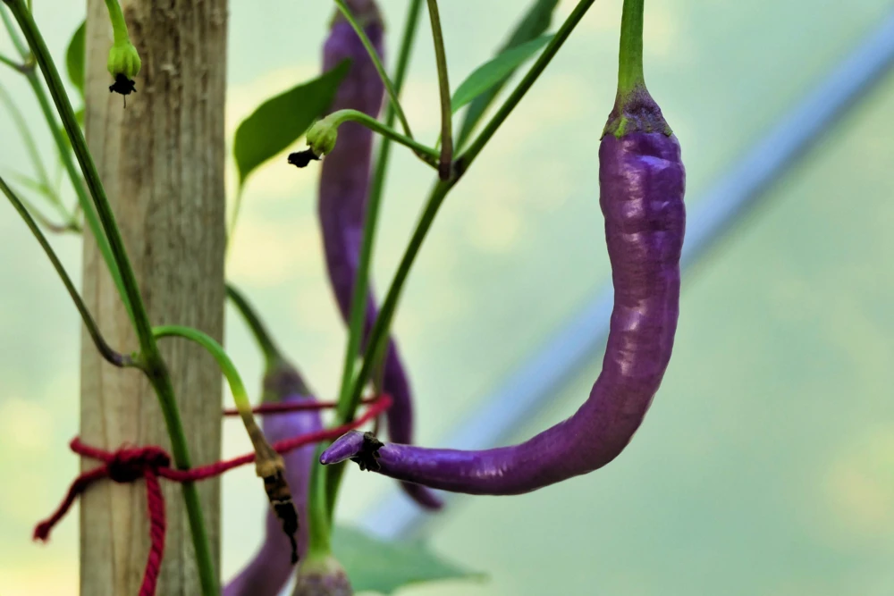 Purple Cayenne Pepper Seeds - Hot Capsicum Annuum - 50 Seeds - Image 9