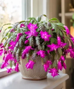 Purple Christmas Cactus Live Plant - 4-6 Inch Tall Schlumbergera Succulent for Indoor Pots - Image 2