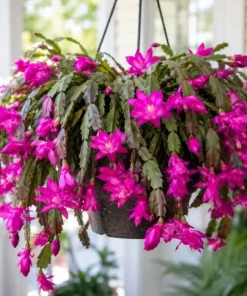 Purple Christmas Cactus Live Plant - 4-6 Inch Tall Schlumbergera Succulent for Indoor Pots - Image 3