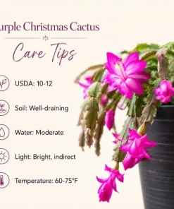 Purple Christmas Cactus Live Plant - 4-6 Inch Tall Schlumbergera Succulent for Indoor Pots - Image 4