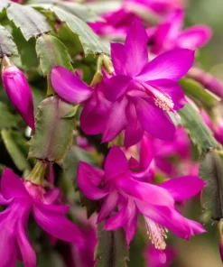 Purple Christmas Cactus Live Plant - 4-6 Inch Tall Schlumbergera Succulent for Indoor Pots - Image 5