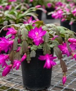 Purple Christmas Cactus Live Plant - 4-6 Inch Tall Schlumbergera Succulent for Indoor Pots - Image 6