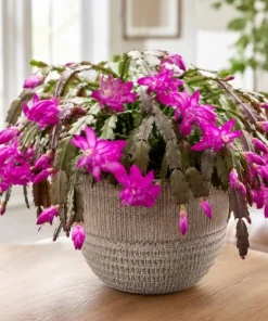 Purple Christmas Cactus Live Plant - 4-6 Inch Tall Schlumbergera Succulent for Indoor Pots - Image 7