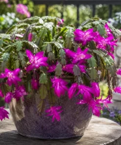 Purple Christmas Cactus Live Plant - 4-6 Inch Tall Schlumbergera Succulent for Indoor Pots - Image 8