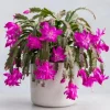 Purple Christmas Cactus Live Plant - 4-6 Inch Tall Schlumbergera Succulent for Indoor Pots - Image 1