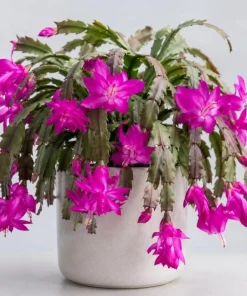 Purple Christmas Cactus Live Plant - 4-6 Inch Tall Schlumbergera Succulent for Indoor Pots - Image 1
