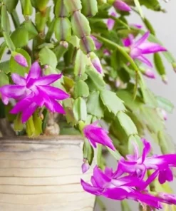 Purple Christmas Cactus Live Plant - Holiday Blooming Succulent, 4-6 Inch Tall - Image 2
