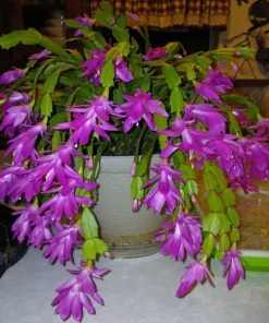 Purple Christmas Cactus Live Plant - Holiday Blooming Succulent, 4-6 Inch Tall - Image 3
