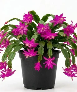 Purple Christmas Cactus Live Plant - Holiday Blooming Succulent, 4-6 Inch Tall - Image 4