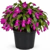 Purple Christmas Cactus Live Plant - Holiday Blooming Succulent, 4-6 Inch Tall - Image 1