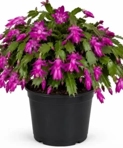 Purple Christmas Cactus Live Plant - Holiday Blooming Succulent, 4-6 Inch Tall - Image 1