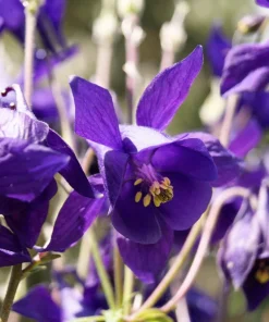 Purple Columbine Seeds - Aquilegia Vulgaris Flower Seeds - 100 Count Outdoor - Image 10