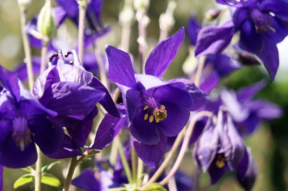 Purple Columbine Seeds - Aquilegia Vulgaris Flower Seeds - 100 Count Outdoor - Image 10