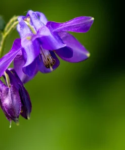 Purple Columbine Seeds - Aquilegia Vulgaris Flower Seeds - 100 Count Outdoor - Image 11
