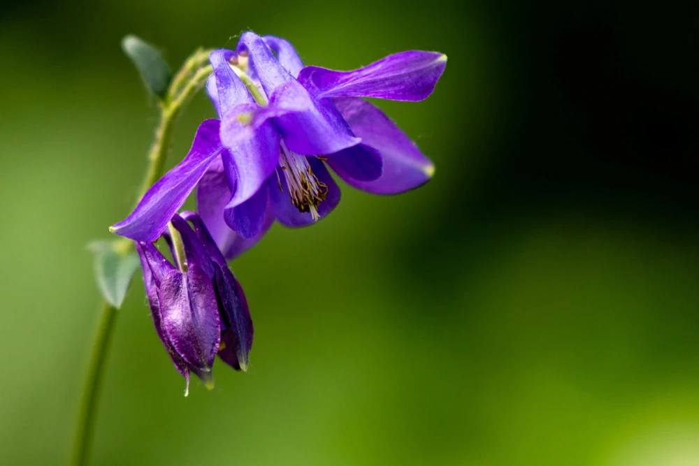 Purple Columbine Seeds - Aquilegia Vulgaris Flower Seeds - 100 Count Outdoor - Image 11