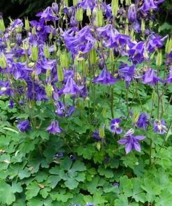Purple Columbine Seeds - Aquilegia Vulgaris Flower Seeds - 100 Count Outdoor - Image 12