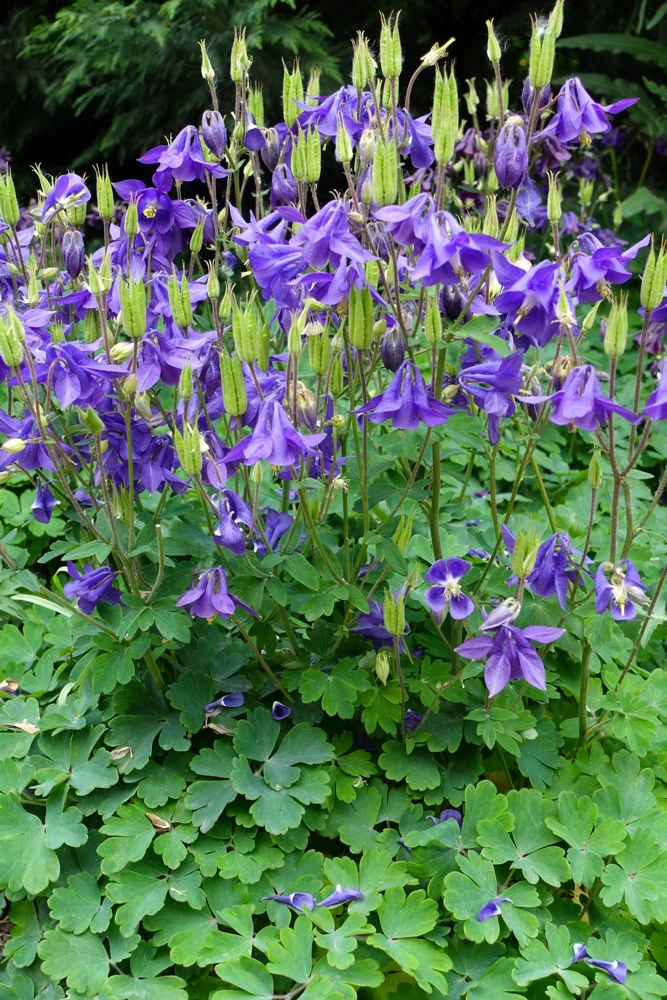 Purple Columbine Seeds - Aquilegia Vulgaris Flower Seeds - 100 Count Outdoor - Image 12