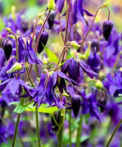 Purple Columbine Seeds - Aquilegia Vulgaris Flower Seeds - 100 Count Outdoor - Image 2